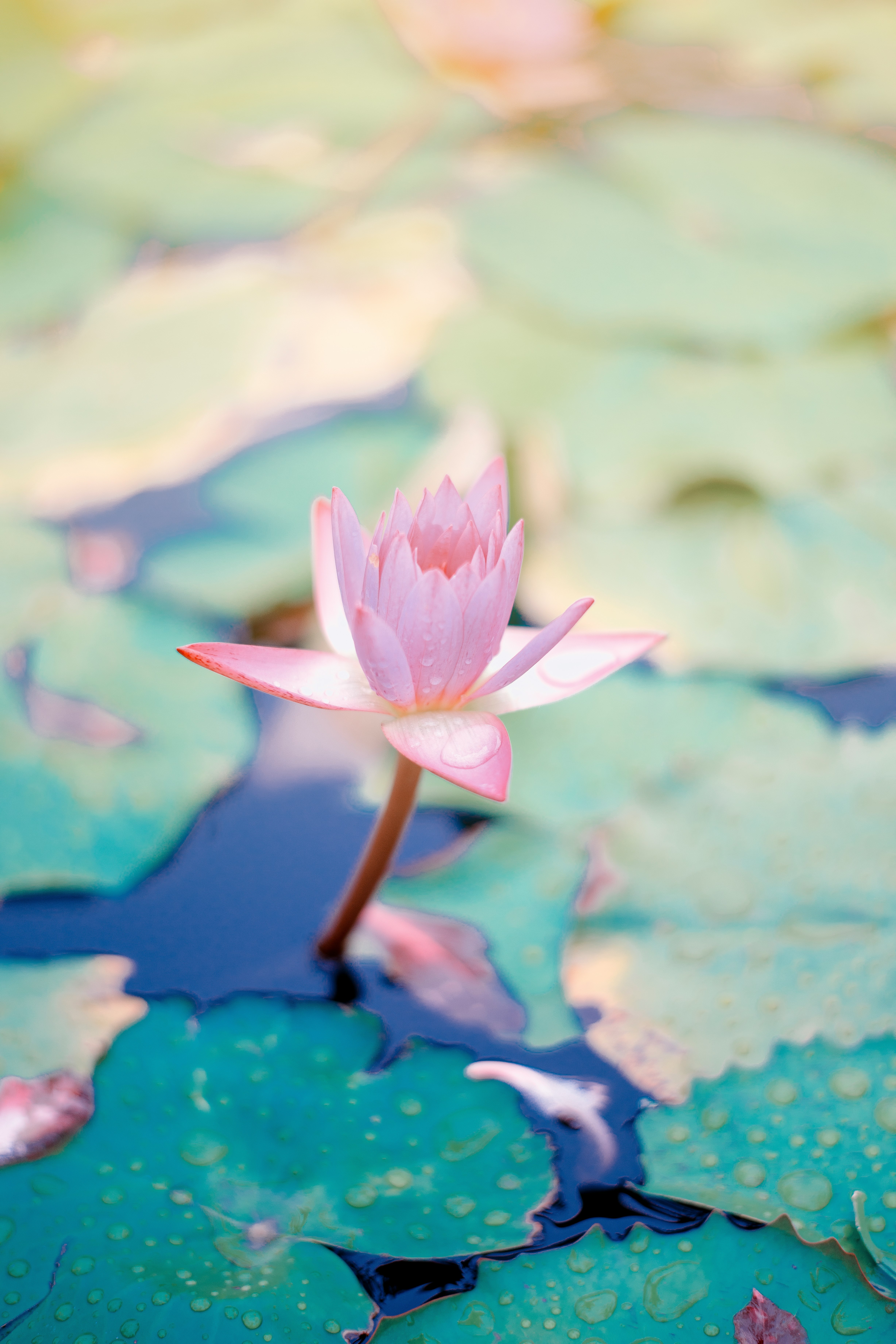 close up photo of water lily flower